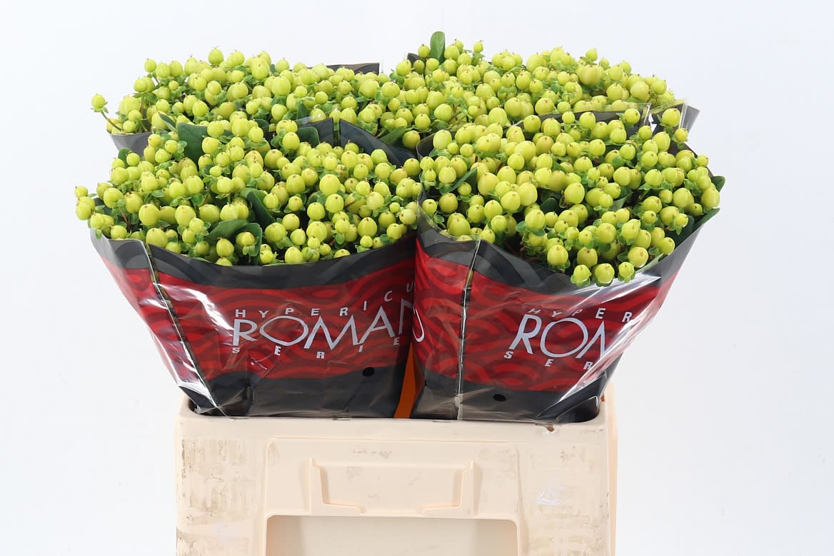 Срезанные цветы оптом Hypericum smiley romance от 100шт из Голландии с доставкой по России