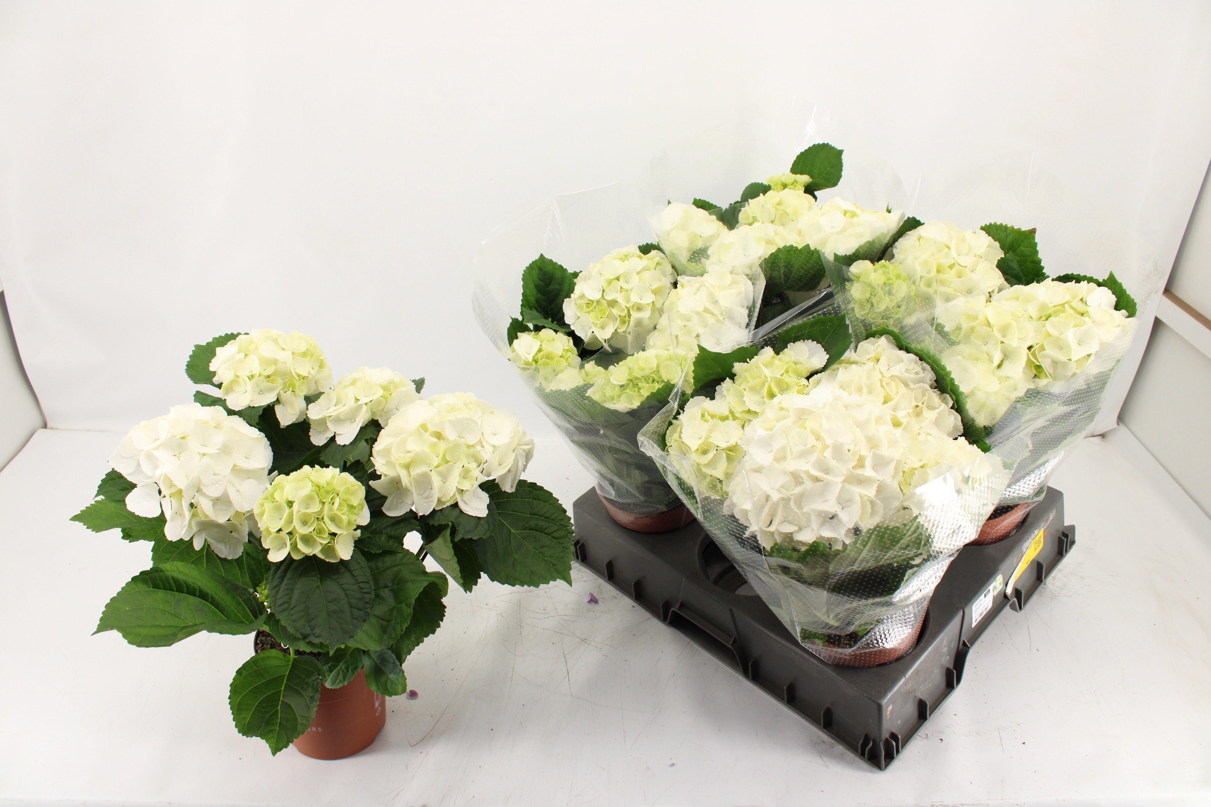 Горшечные цветы и растения оптом Hydr M Schneeball от 5шт из Голландии с доставкой по России