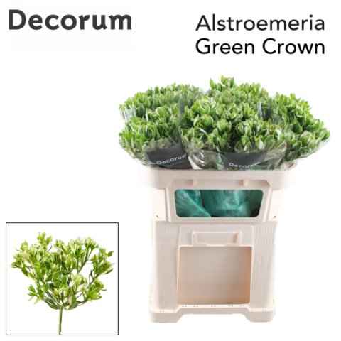 Срезанные цветы оптом Alstroemeria green crown от 25шт из Голландии с доставкой по России