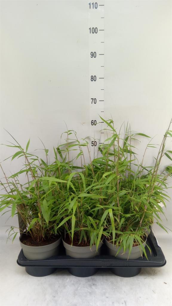 Горшечные цветы и растения оптом Fargesia   ... от 6шт из Голландии с доставкой по России