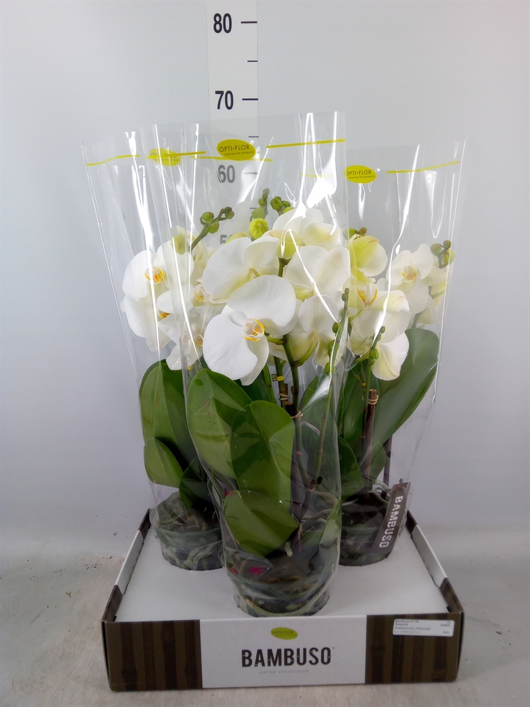 Горшечные цветы и растения оптом Phalaenopsis   ...white от 3шт из Голландии с доставкой по России