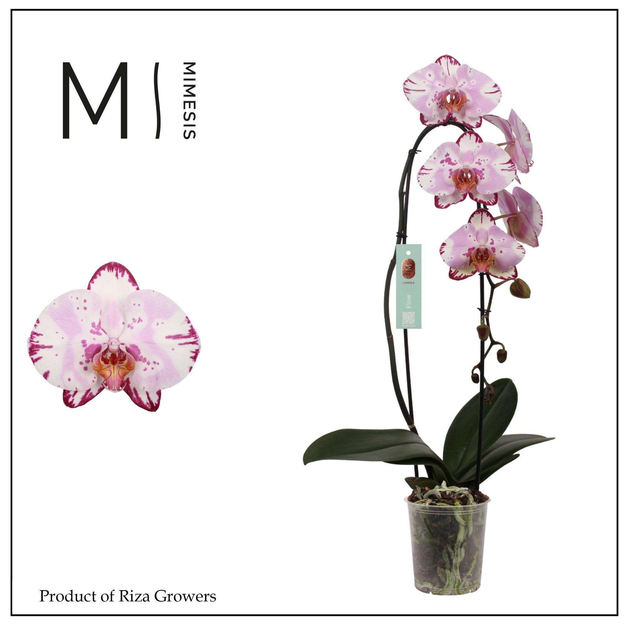 Горшечные цветы и растения оптом Phal 1st Flow Emiliya 8+ Mimesis (orchid Growers) от 8шт из Голландии с доставкой по России
