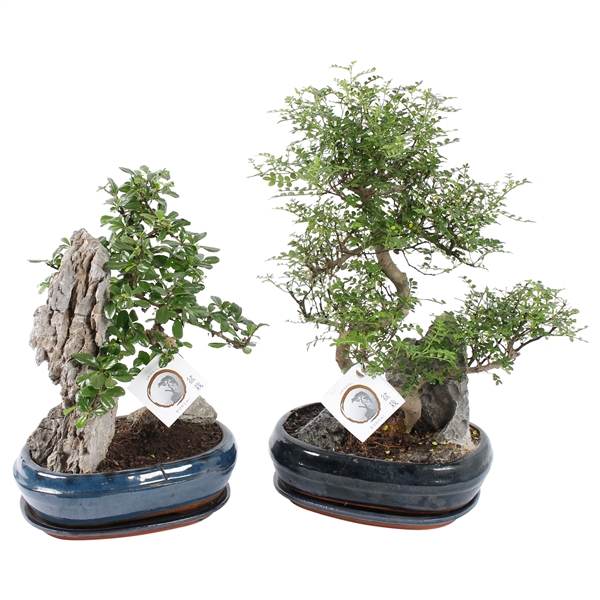 Горшечные цветы и растения оптом Bonsai Mix With Rock In Ceramic With Sauce от 2шт из Голландии с доставкой по России