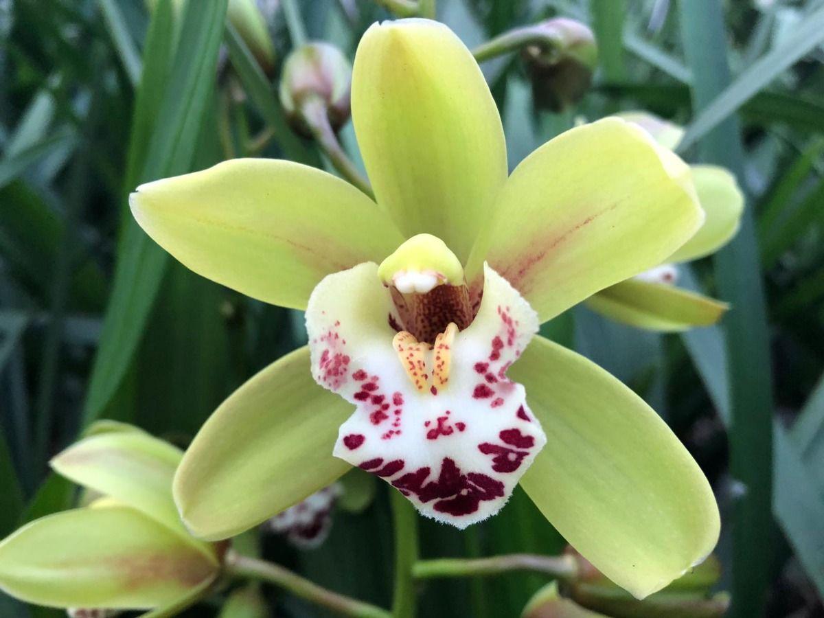 Срезанные цветы оптом Minicymbidium green camelford от 24шт из Голландии с доставкой по России