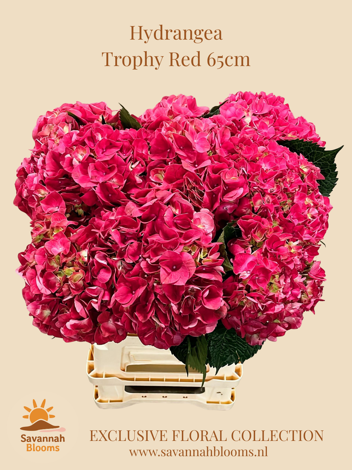 Срезанные цветы оптом Hydrangea mag trophy от 10шт. из Голландии с доставкой по России