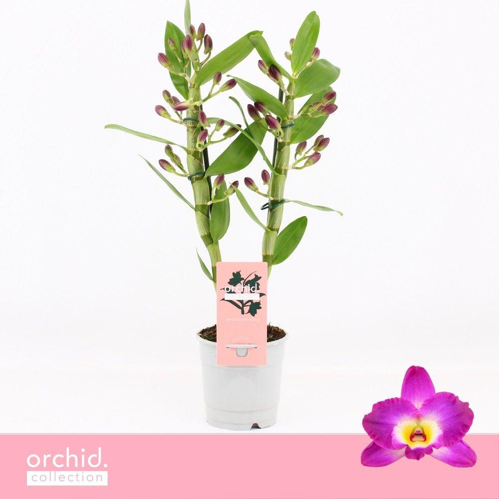 Горшечные цветы и растения оптом Dendr Nob 2st Akatsuki Orchid Collection от 10шт из Голландии с доставкой по России