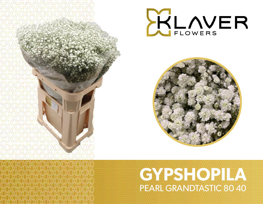 Срезанные цветы оптом Gyps pearls grandtastic от 50шт из Голландии с доставкой по России