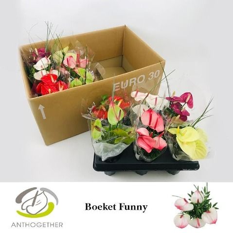Срезанные цветы оптом Anthurium bouquet от 12шт из Голландии с доставкой по России