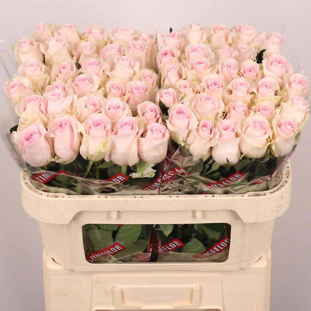 Срезанные цветы оптом Rosa large revival sweet от 60шт из Голландии с доставкой по России