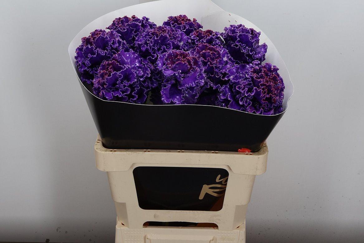 Срезанные цветы оптом Brassica wax fringed purple от 10шт из Голландии с доставкой по России