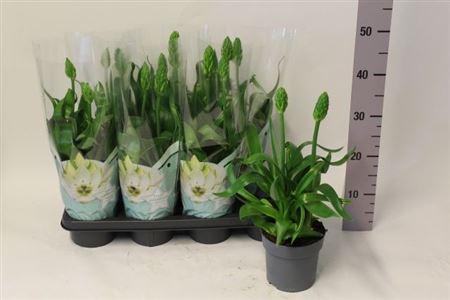 Горшечные цветы и растения оптом Ornithogalum Thyrsoi 2-3+++ от 7шт из Голландии с доставкой по России