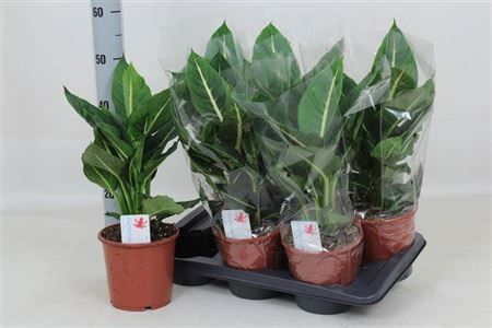 Горшечные цветы и растения оптом Dieffenbachia Green Magic от 6шт из Голландии с доставкой по России