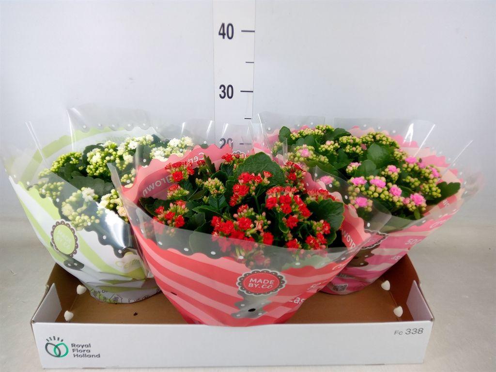 Горшечные цветы и растения оптом Kalanchoe Blos.   ..rosebud Mix  3 от 3шт из Голландии с доставкой по России