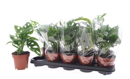 Горшечные цветы и растения оптом Monstera Adansonii от 10шт из Голландии с доставкой по России