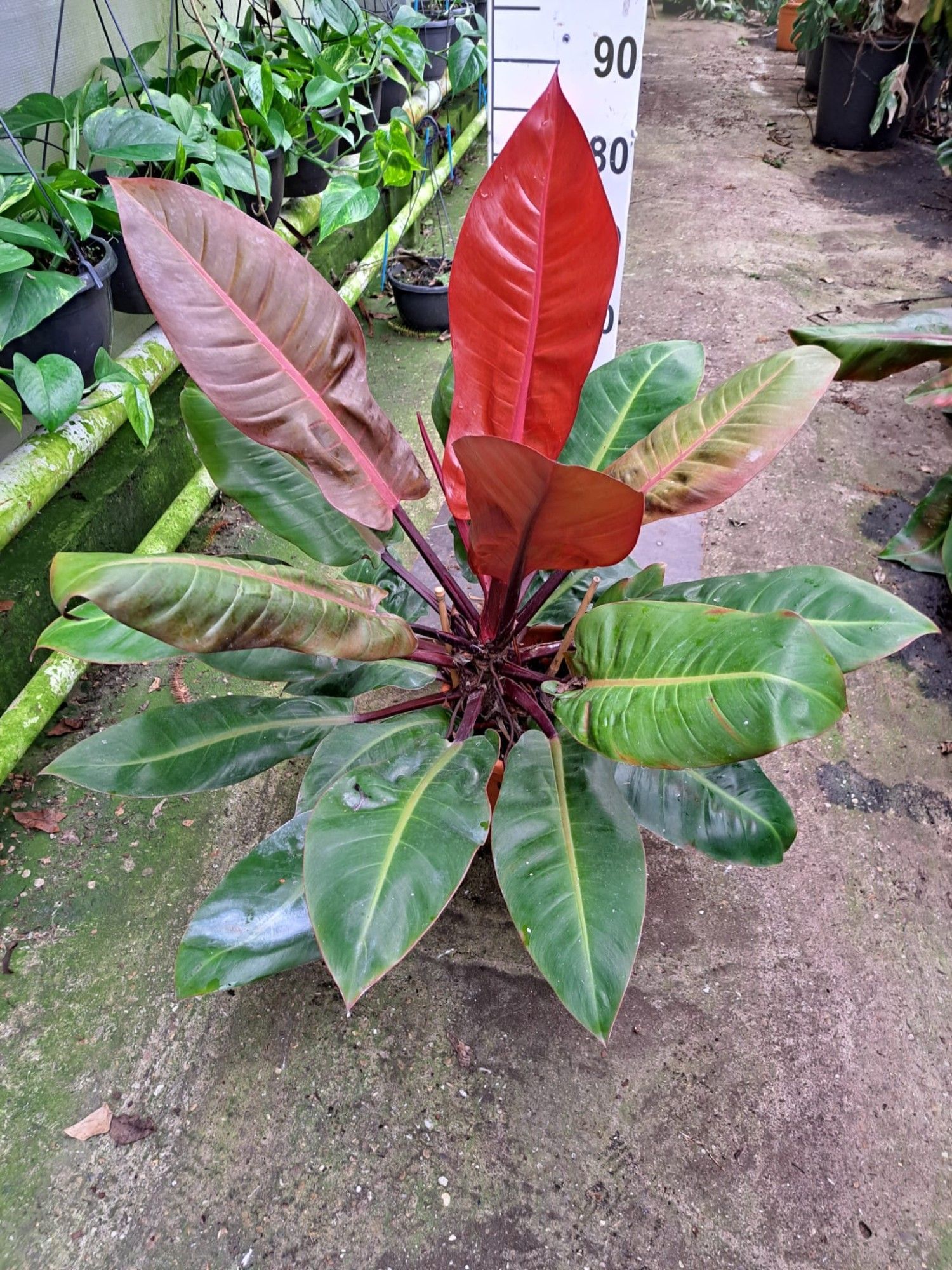 Горшечные цветы и растения оптом Philodendron Prince Of Orange от 1шт из Голландии с доставкой по России