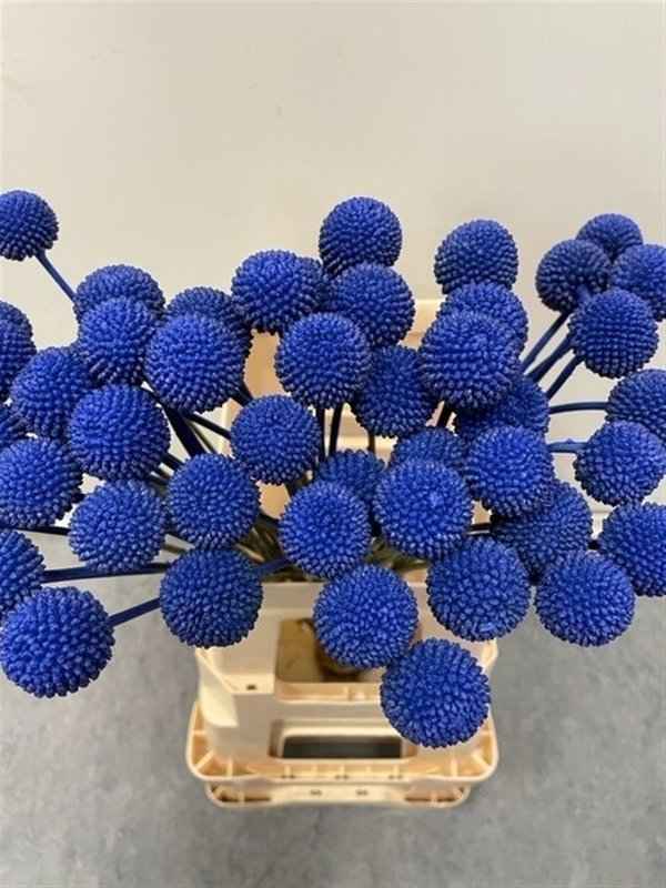 Срезанные цветы оптом Craspedia paint blue dark от 100шт из Голландии с доставкой по России