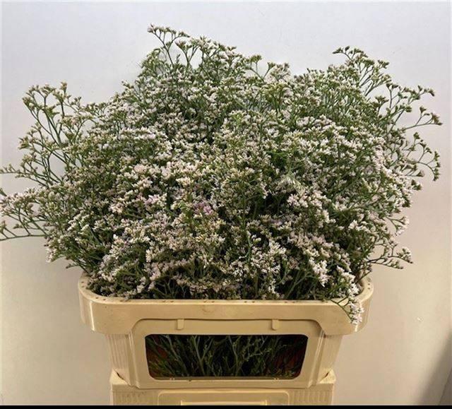 Срезанные цветы оптом Limonium caspium white neto от 25шт из Голландии с доставкой по России