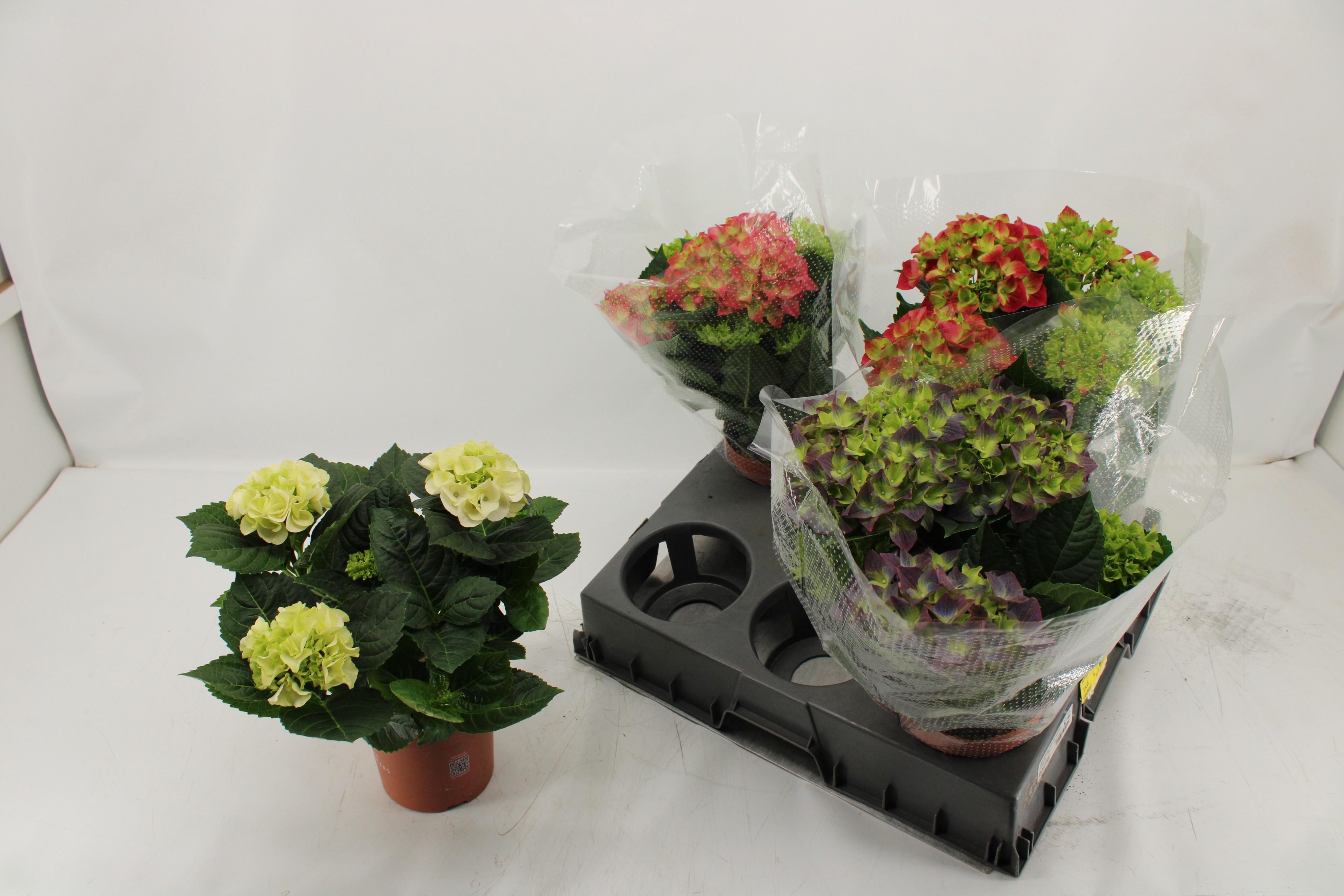 Горшечные цветы и растения оптом Hydr M Gem от 4шт из Голландии с доставкой по России