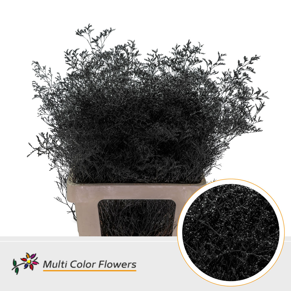 Срезанные цветы оптом Limonium beltlaard paint black от 25шт из Голландии с доставкой по России