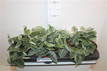 Горшечные цветы и растения оптом Scind Pict Silve Ann от 12шт из Голландии с доставкой по России