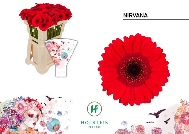 Срезанные цветы оптом Germini nirvana от 80шт из Голландии с доставкой по России