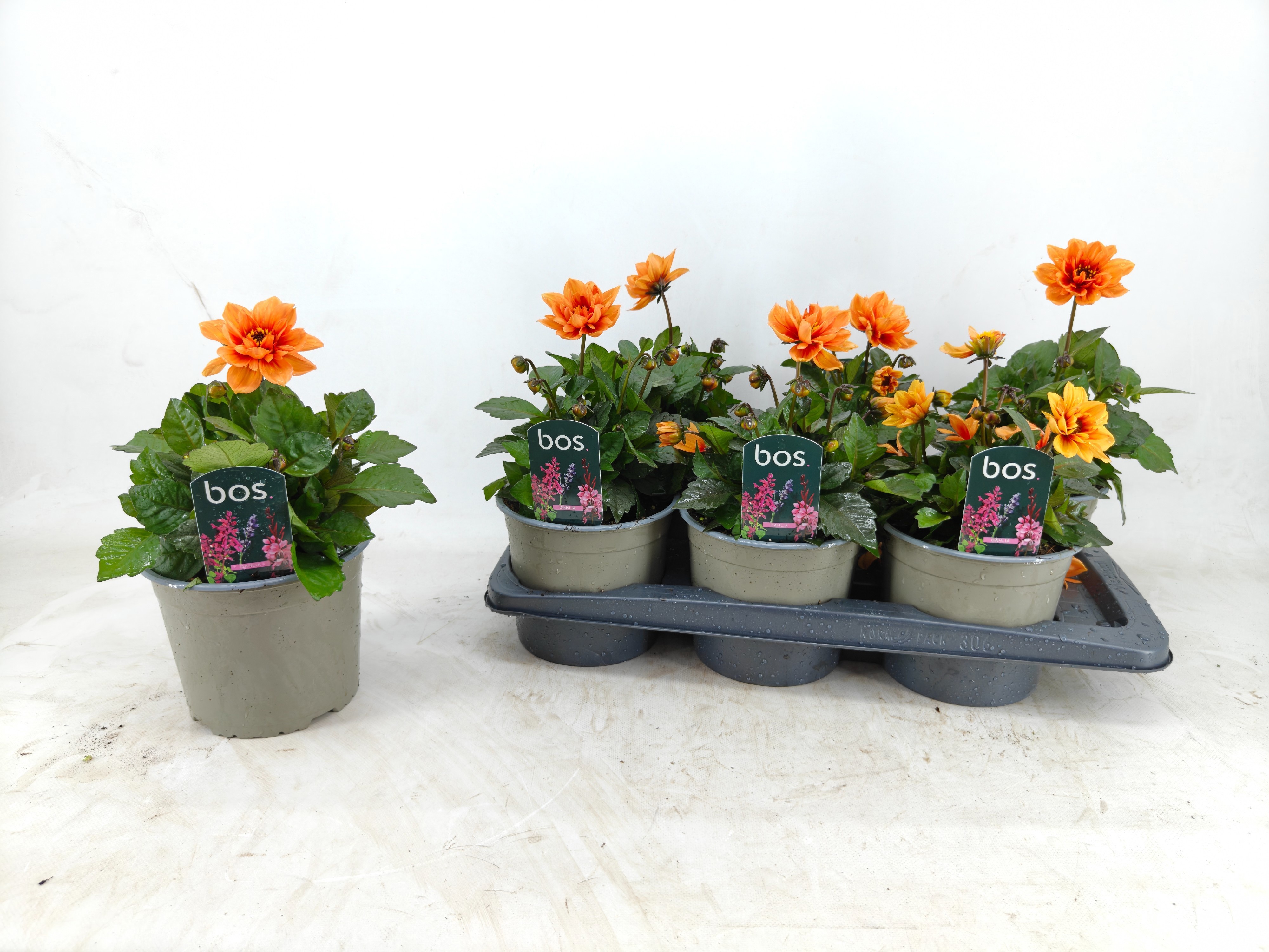 Горшечные цветы и растения оптом Dahl Garden D Orange от 6шт из Голландии с доставкой по России