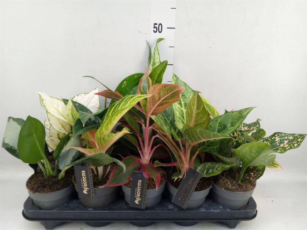Горшечные цветы и растения оптом Aglaonema   ... от 10шт из Голландии с доставкой по России