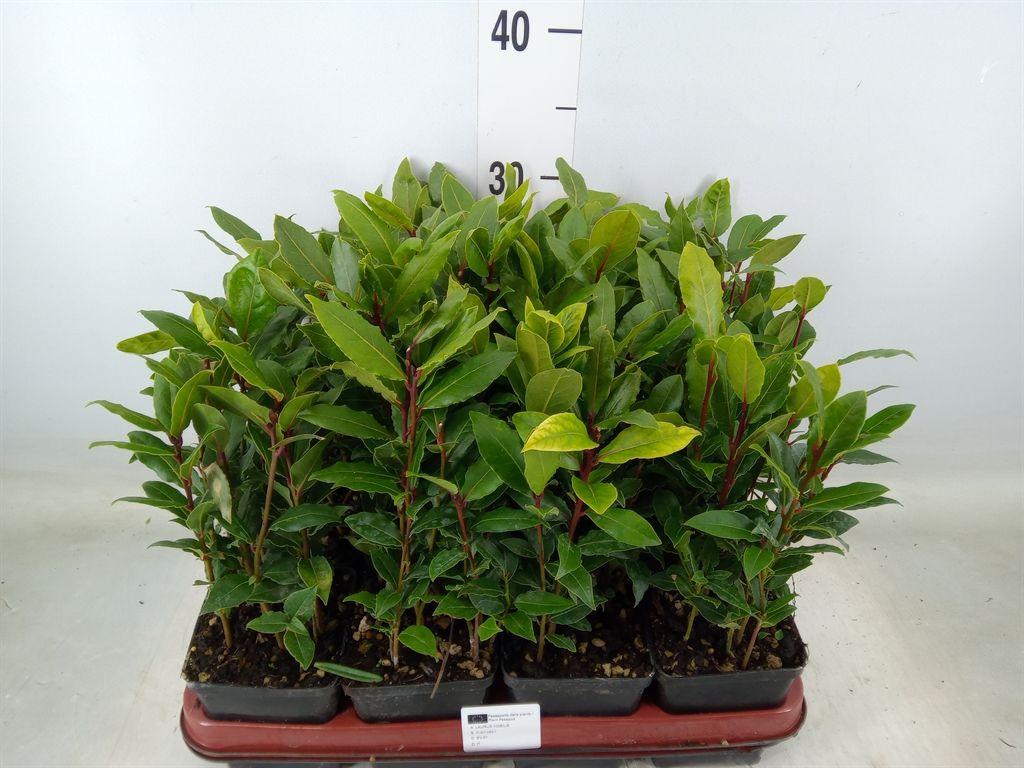 Горшечные цветы и растения оптом Laurus Nobilis от 12шт (для телеги) из Голландии с доставкой по России