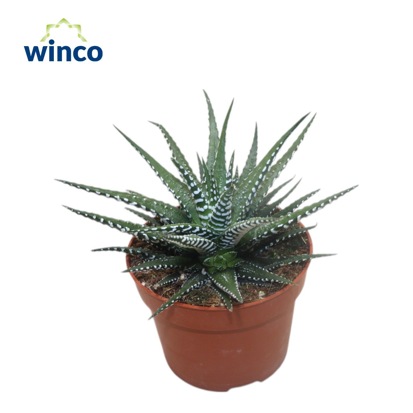 Горшечные цветы и растения оптом Haworthia Fasciata Big Band от 10шт из Голландии с доставкой по России