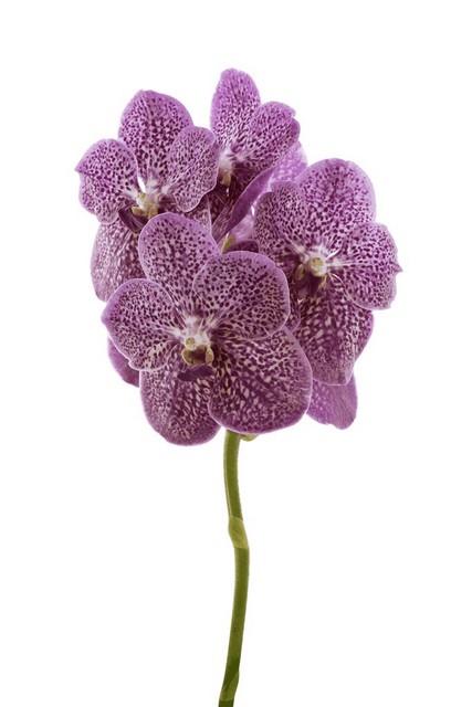 Срезанные цветы оптом Vanda nitaya tropical punch от 16шт из Голландии с доставкой по России