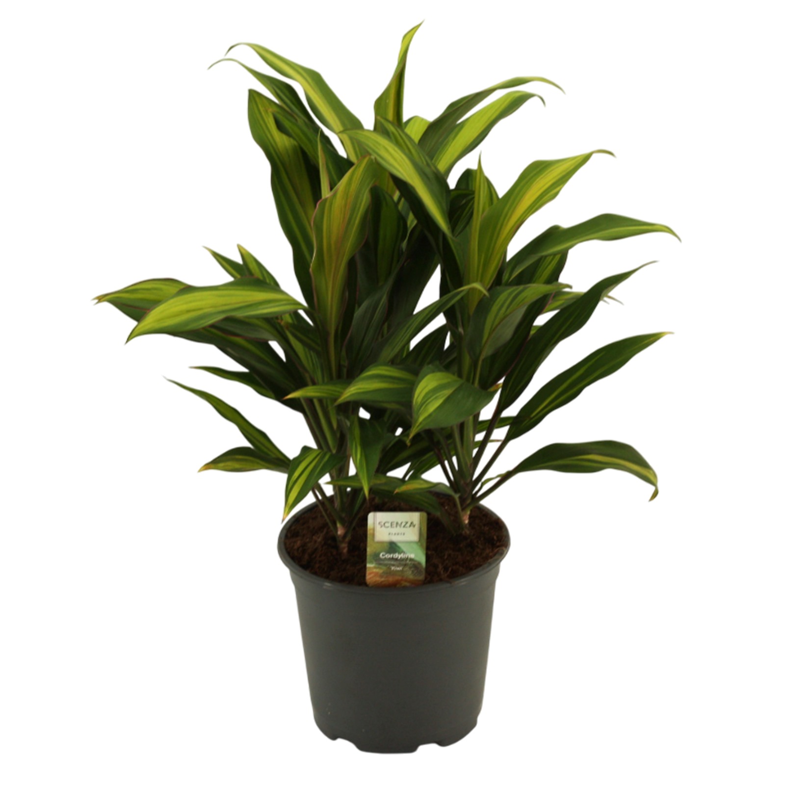 Горшечные цветы и растения оптом Cordyline Kiwi Toef 3pp от 5шт из Голландии с доставкой по России