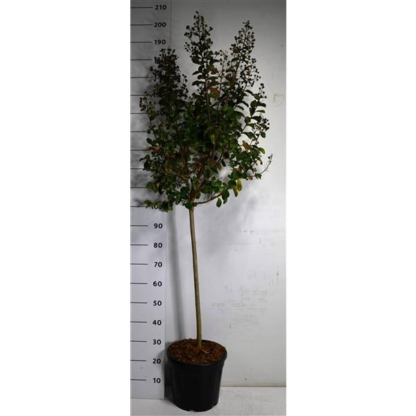 Горшечные цветы и растения оптом Lagerstroemia I. Pink Velour On Stem от 1шт из Голландии с доставкой по России
