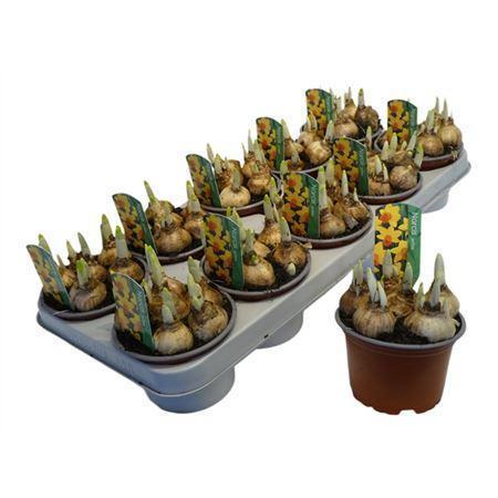 Горшечные цветы и растения оптом Narcis Jetfire от 10шт из Голландии с доставкой по России