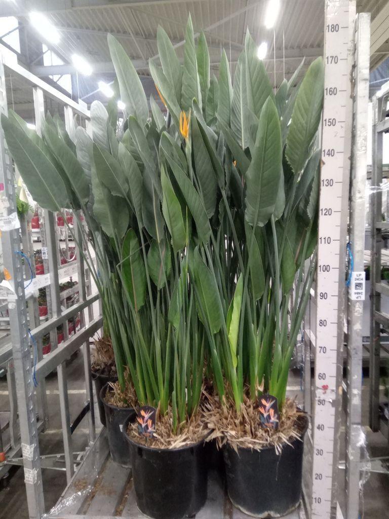 Горшечные цветы и растения оптом Strelitzia Reg. от 1шт из Голландии с доставкой по России