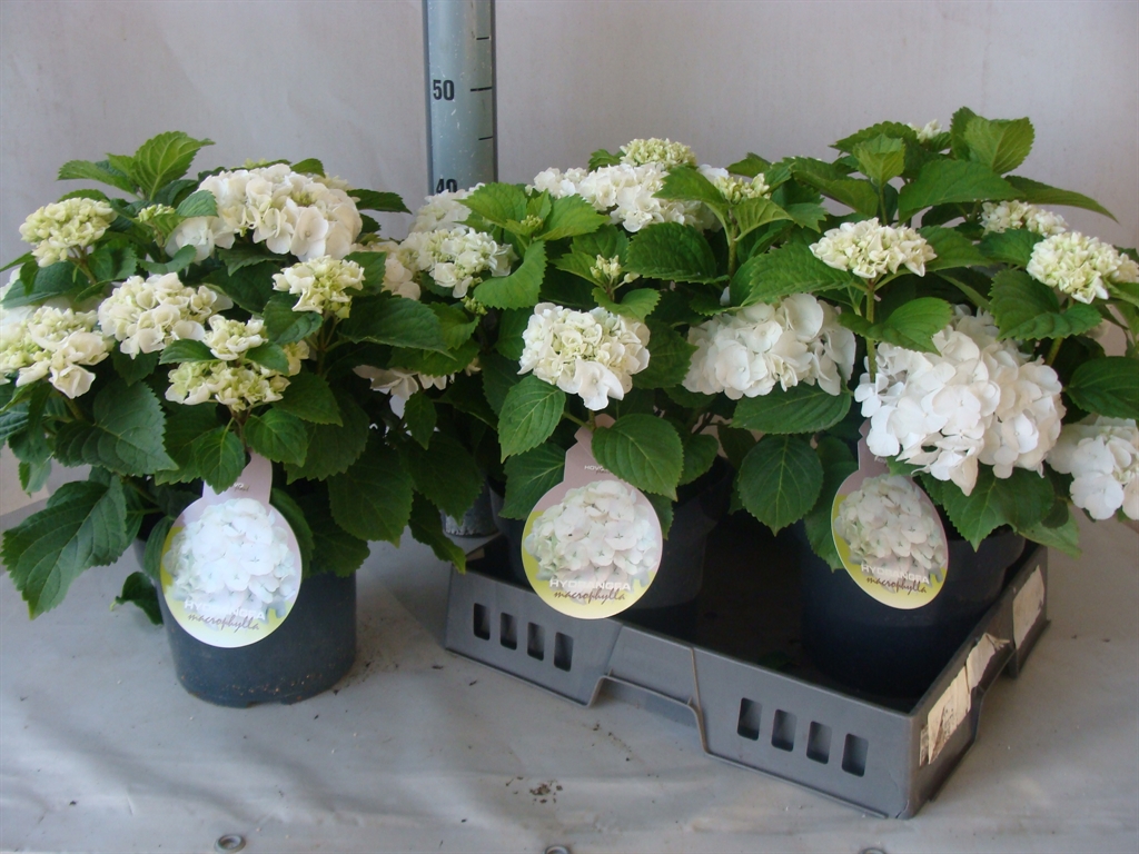 Горшечные цветы и растения оптом Hydrangea Mac.   ... от 3шт из Голландии с доставкой по России