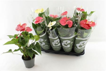 Горшечные цветы и растения оптом Anthu An Gem 4 Kl 4+ от 8шт из Голландии с доставкой по России