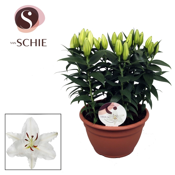 Горшечные цветы и растения оптом Lilium Or White In Bowl 9pp от 1шт из Голландии с доставкой по России