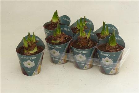 Горшечные цветы и растения оптом Hippe White 2 Br от 7шт из Голландии с доставкой по России