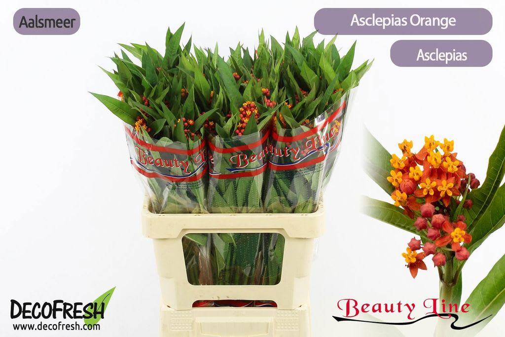 Срезанные цветы оптом Asclepias serenade от 75шт из Голландии с доставкой по России