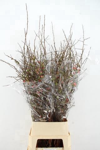 Срезанные цветы оптом Chaenomeles superba от 25шт из Голландии с доставкой по России