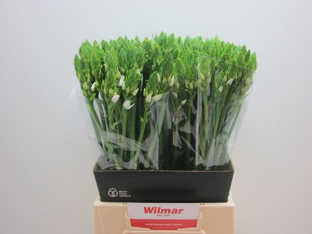 Срезанные цветы оптом Ornithogalum thyr thyrsoides от 200шт из Голландии с доставкой по России