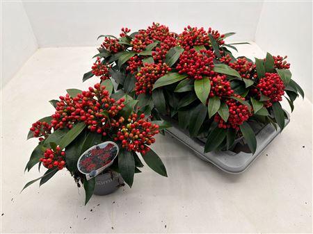 Горшечные цветы и растения оптом Skimmia Reevesiana P15 5+ Tros от 6шт из Голландии с доставкой по России