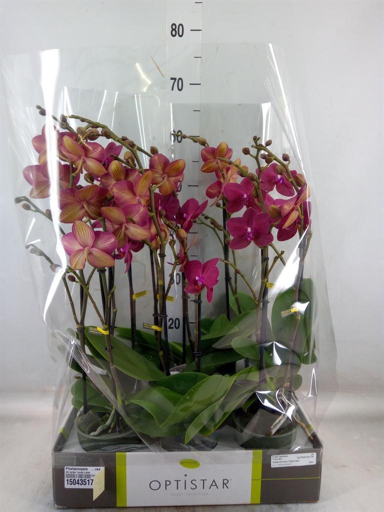 Горшечные цветы и растения оптом Phalaenopsis   ...red от 6шт из Голландии с доставкой по России