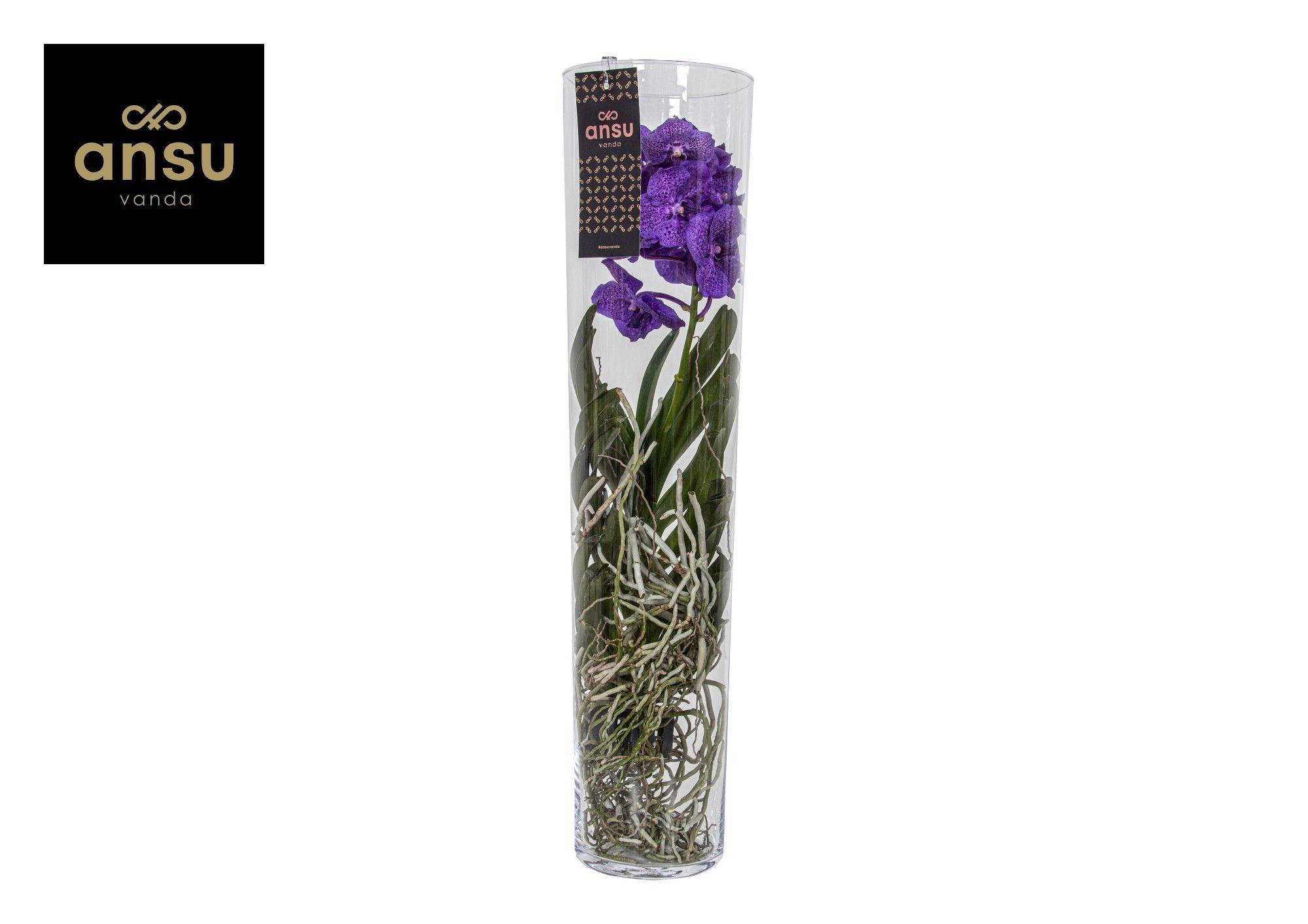 Горшечные цветы и растения оптом Vanda Michelle 70 Purple от 1шт из Голландии с доставкой по России