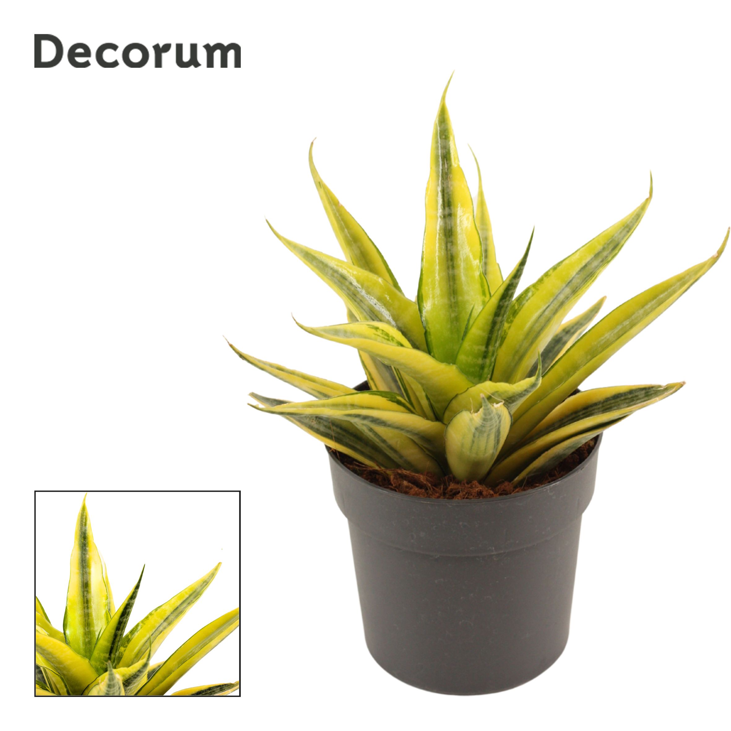 Горшечные цветы и растения оптом Sansevieria Cordova Variegated от 6шт из Голландии с доставкой по России