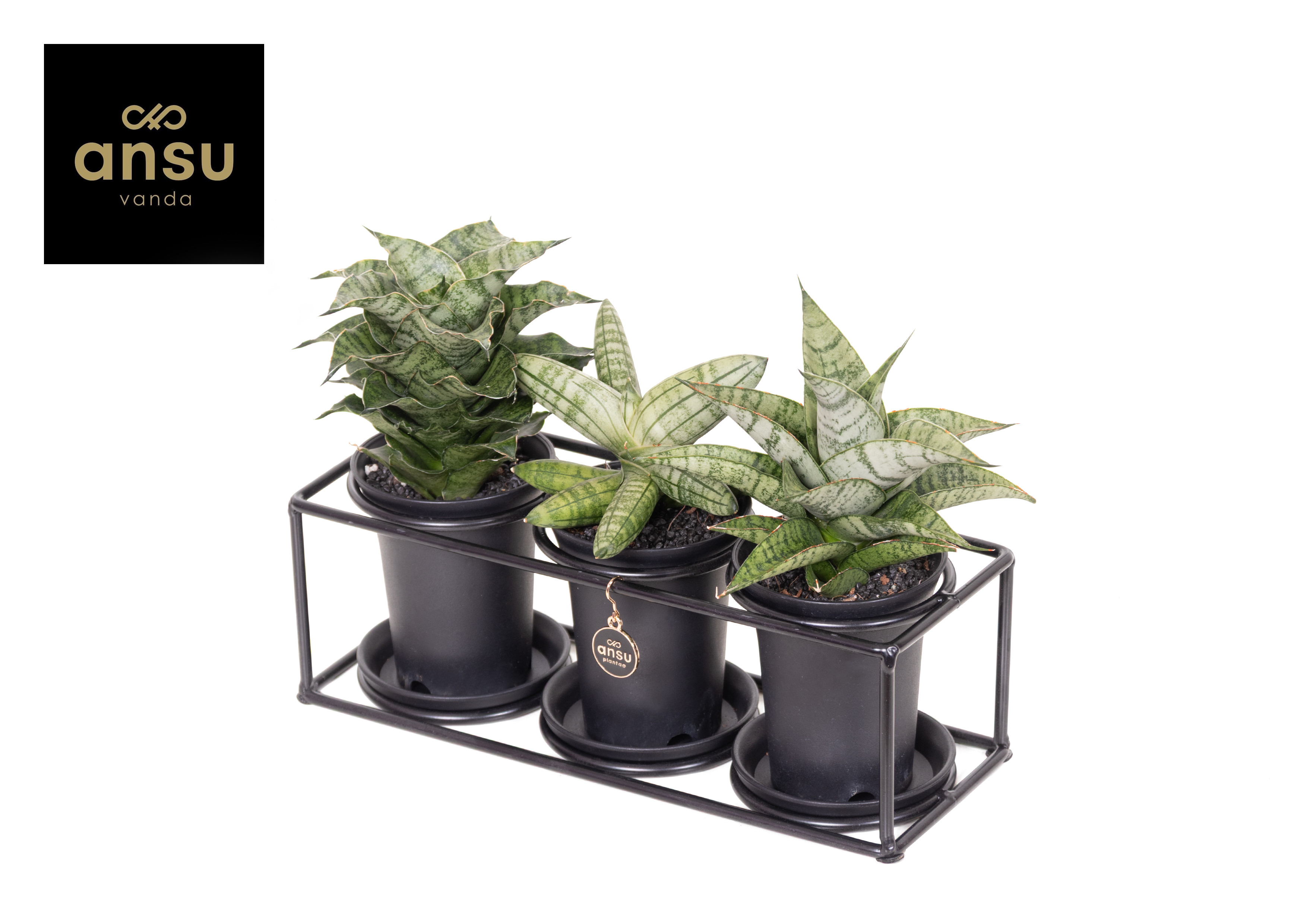 Горшечные цветы и растения оптом Sansevieria Trio In Design Frame от 3шт из Голландии с доставкой по России