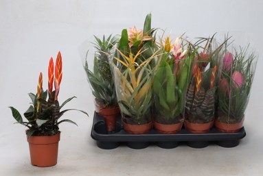 Горшечные цветы и растения оптом Bromelia Gem от 10шт из Голландии с доставкой по России