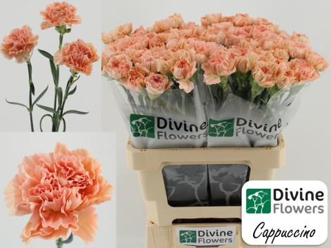 Срезанные цветы оптом Dianthus st cappuccino от 80шт из Голландии с доставкой по России