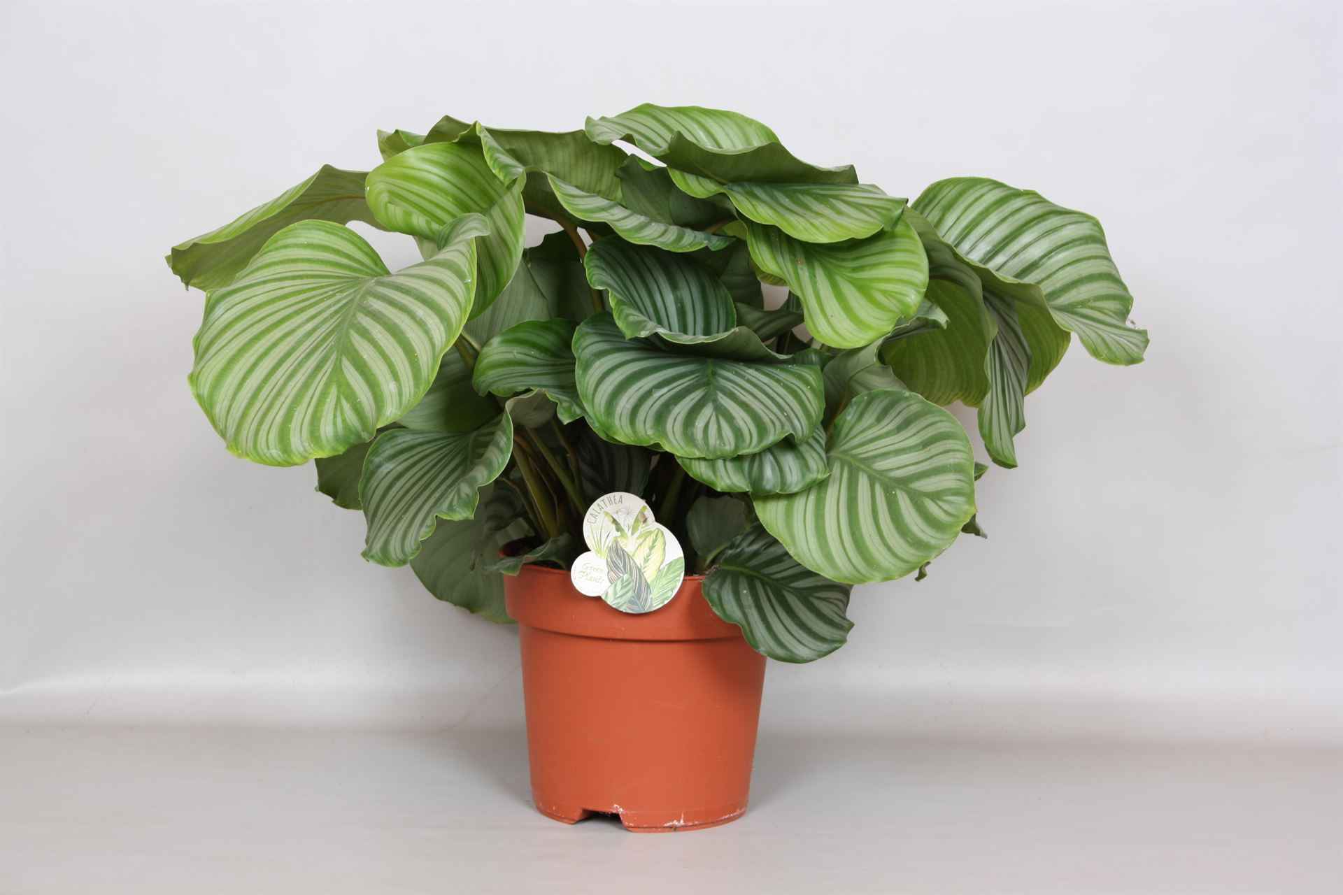 Горшечные цветы и растения оптом Calathea Orbifolia от 1шт из Голландии с доставкой по России