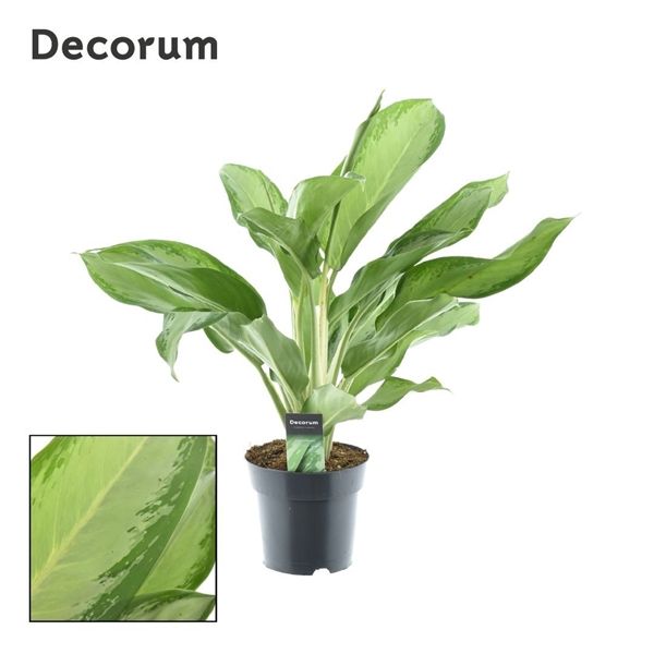 Горшечные цветы и растения оптом Aglaonema Cleopatra (decorum) от 6шт из Голландии с доставкой по России